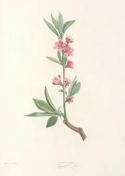 La botanique de J. J. Rousseau Pl 45 av Pierre Joseph Redouté