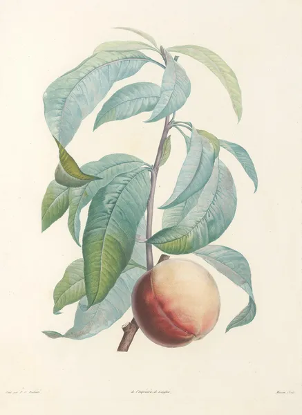 La botanique de J. J. Rousseau Pl 46 av Pierre Joseph Redouté