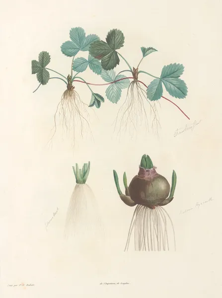 La botanique de J. J. Rousseau Pl 47 av Pierre Joseph Redouté