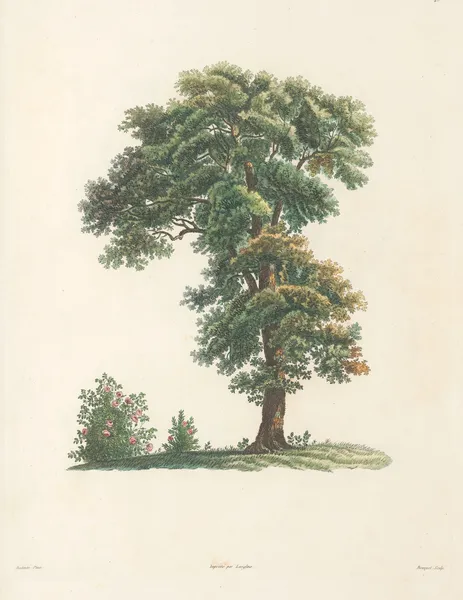 La botanique de J. J. Rousseau Pl 48 av Pierre Joseph Redouté