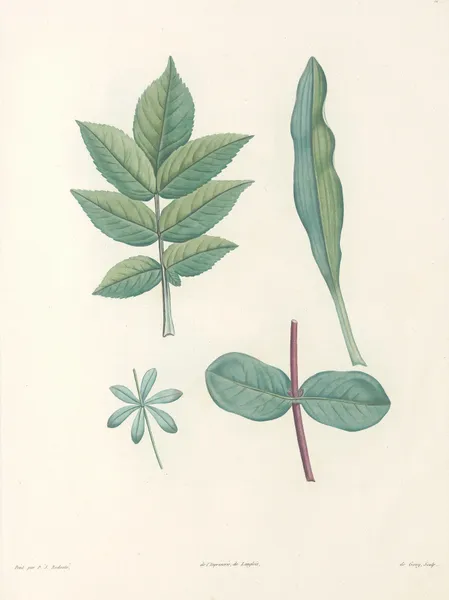 La botanique de J. J. Rousseau Pl 51 av Pierre Joseph Redouté