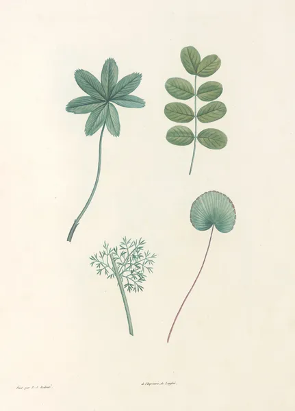 La botanique de J. J. Rousseau Pl 53 av Pierre Joseph Redouté