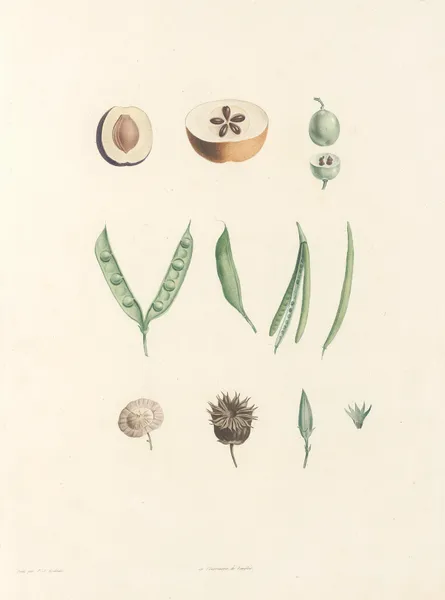La botanique de J. J. Rousseau Pl 62 av Pierre Joseph Redouté