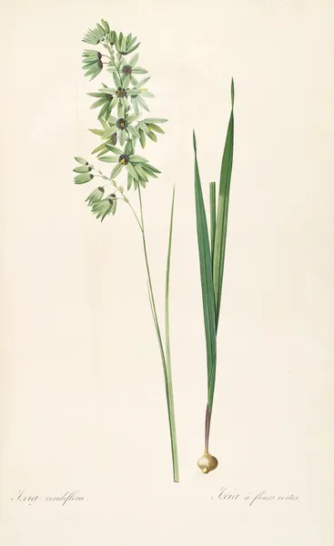 Les liliacees Pl.45 av Pierre Joseph Redouté