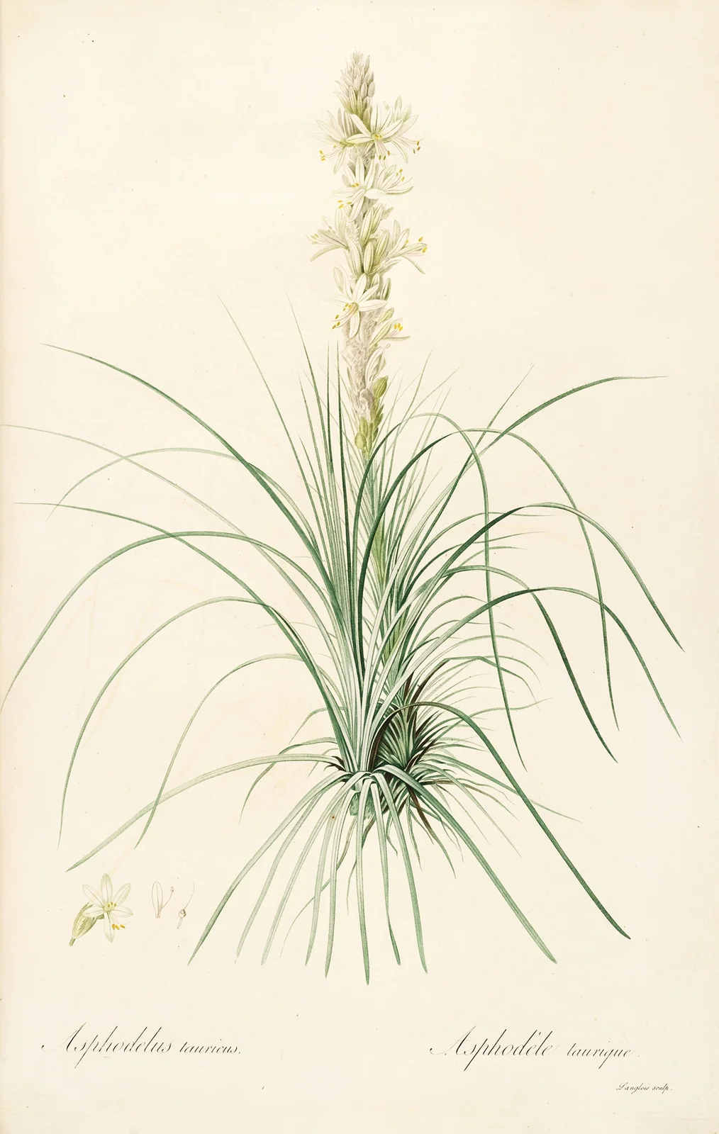 Les liliacees Pl.49 av Pierre Joseph Redouté