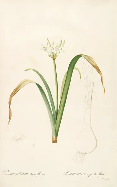 Les liliacees Pl.50 av Pierre Joseph Redouté