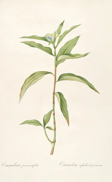 Les liliacees Pl.51 av Pierre Joseph Redouté