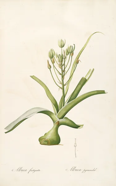 Les liliacees Pl.53 av Pierre Joseph Redouté