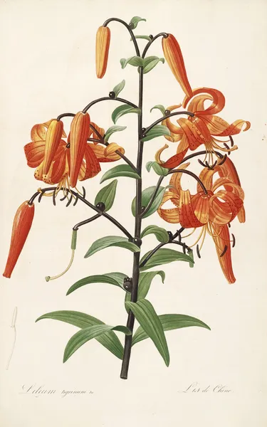 Les liliacees Pl.54 av Pierre Joseph Redouté