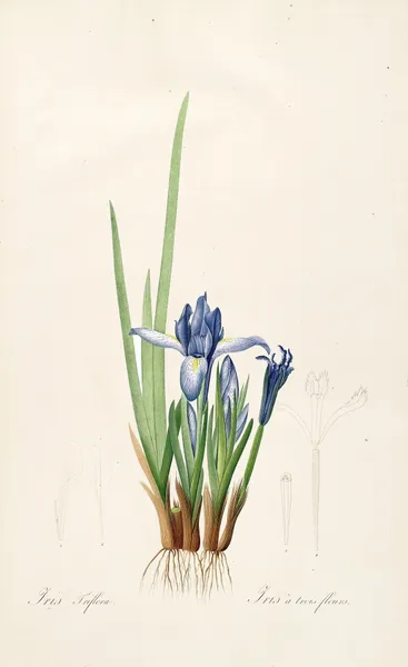 Les liliacees Pl.60 av Pierre Joseph Redouté