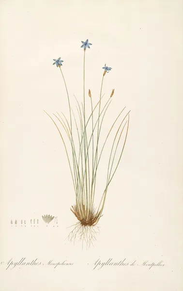 Les liliacees Pl.62 av Pierre Joseph Redouté