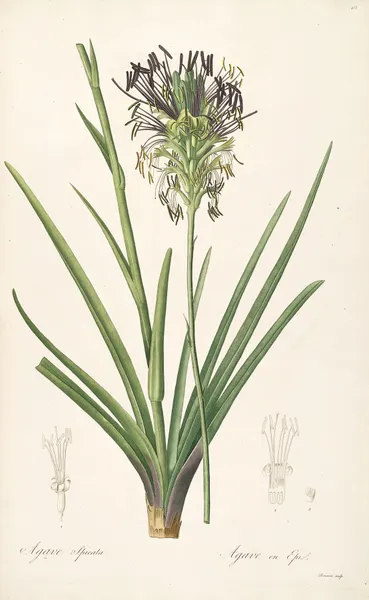 Les liliacees Pl.64 av Pierre Joseph Redouté