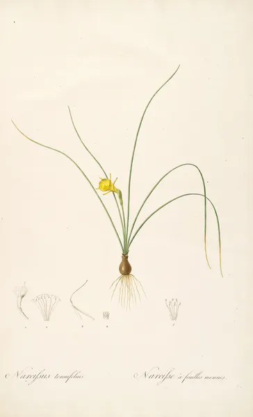 Les liliacees Pl.65 av Pierre Joseph Redouté