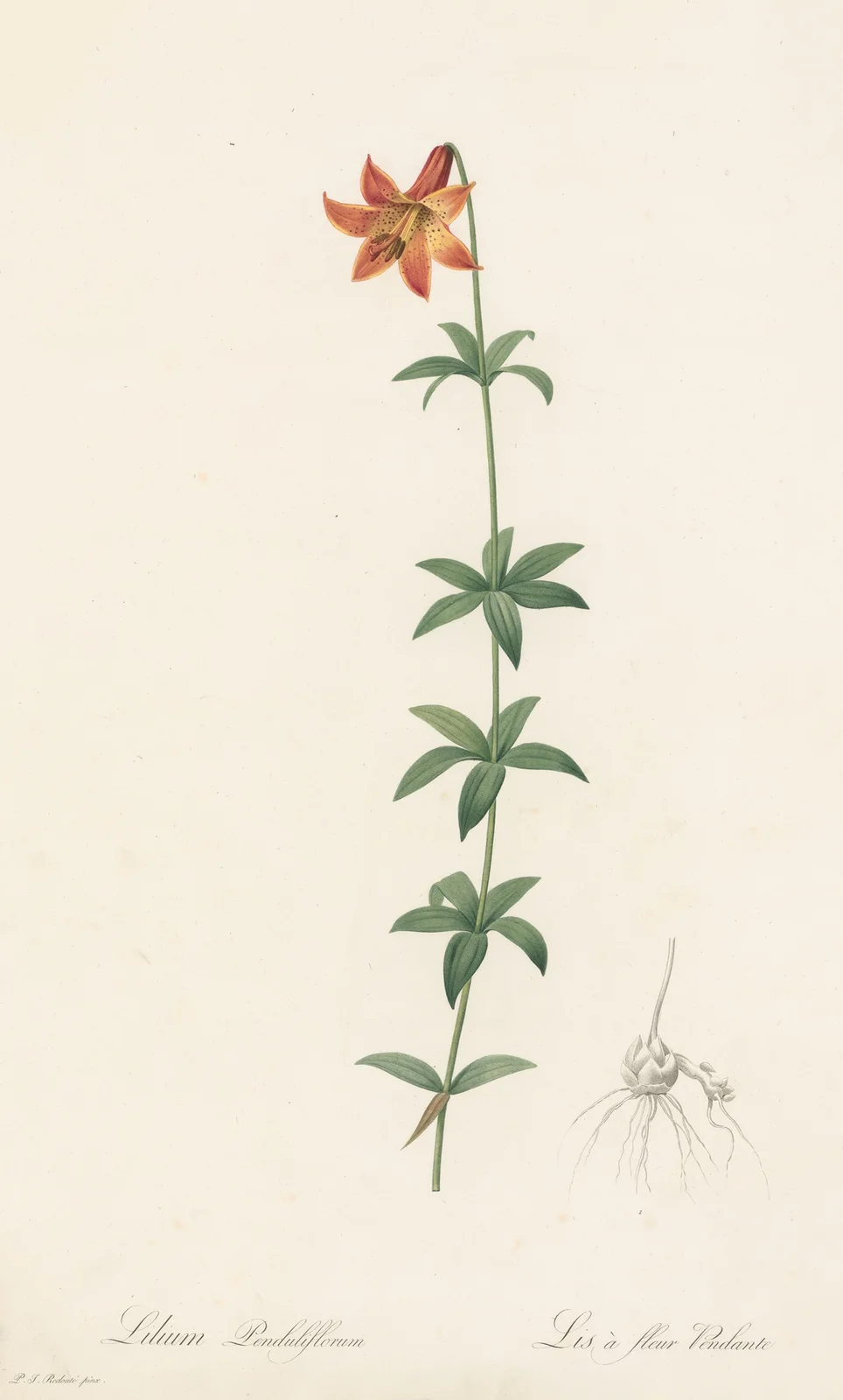 Lilium penduliflorum av Pierre Joseph Redouté