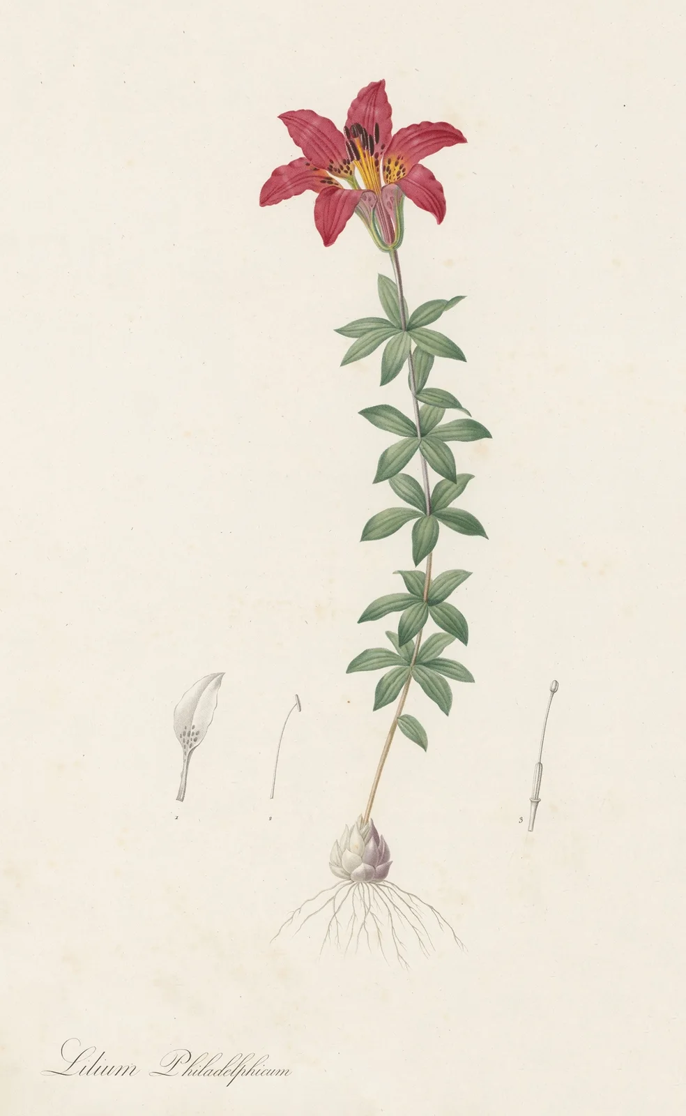 Lilium philadelphicum av Pierre Joseph Redouté