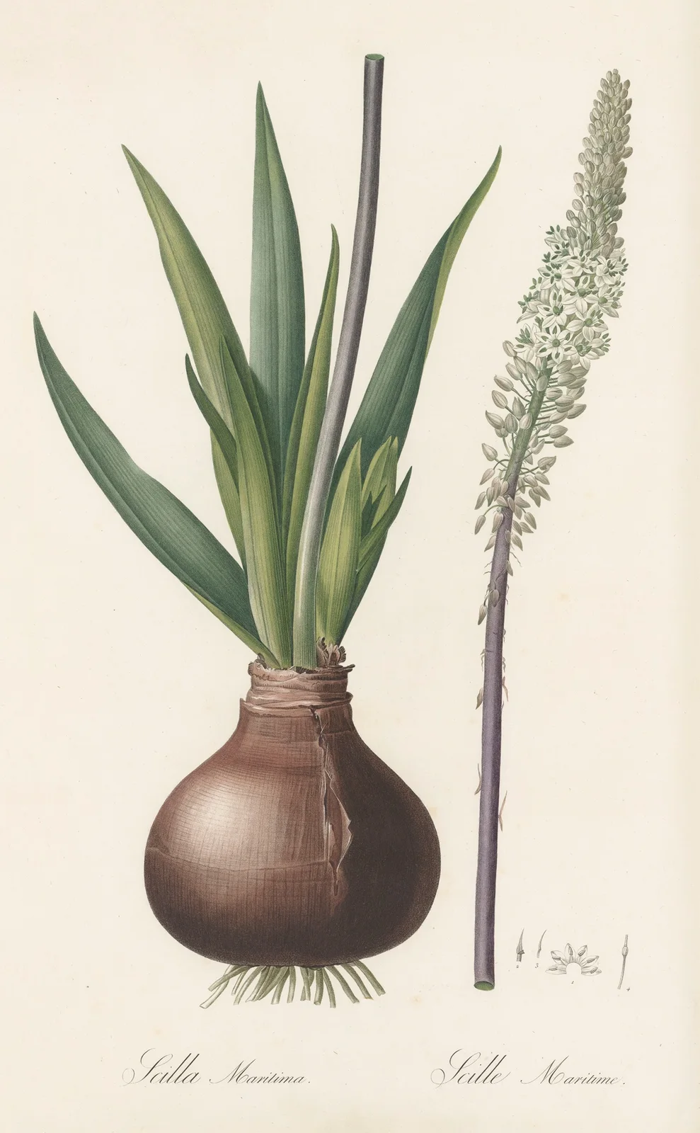 Scilla maritima av Pierre Joseph Redouté