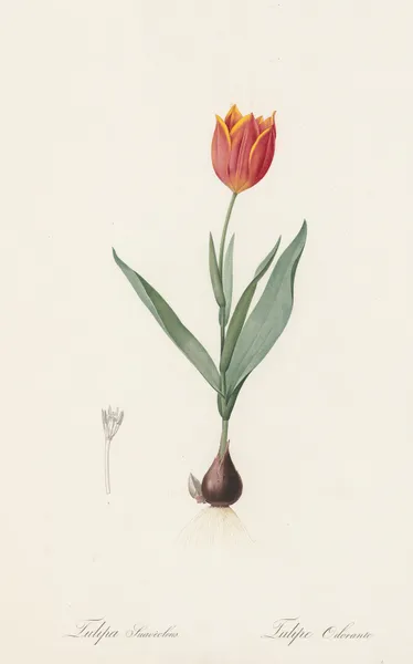 Tulipa suaveolens av Pierre Joseph Redouté