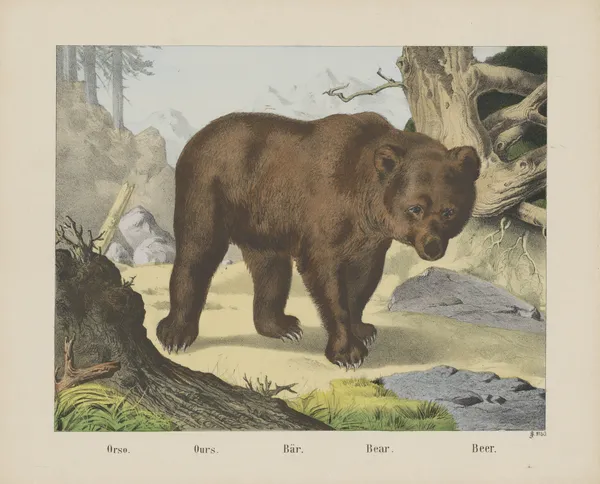 Bear av Joseph Scholz