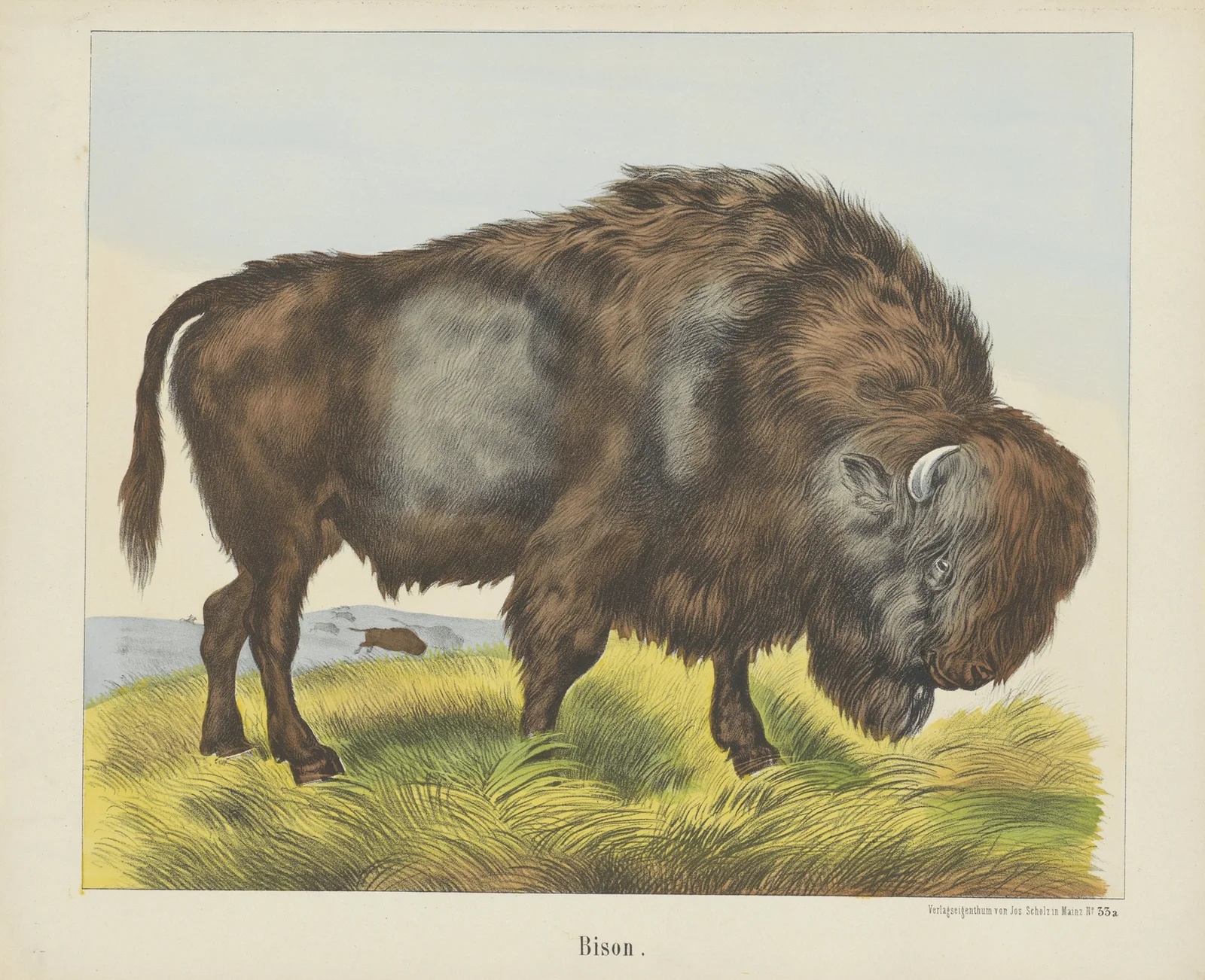 Bison av Joseph Scholz