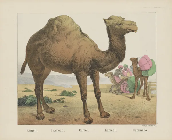 Camel av Joseph Scholz