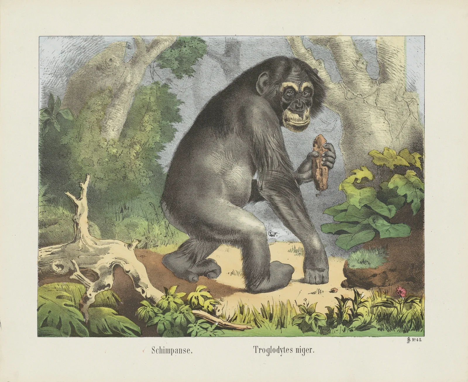 Chimpanzee av Joseph Scholz