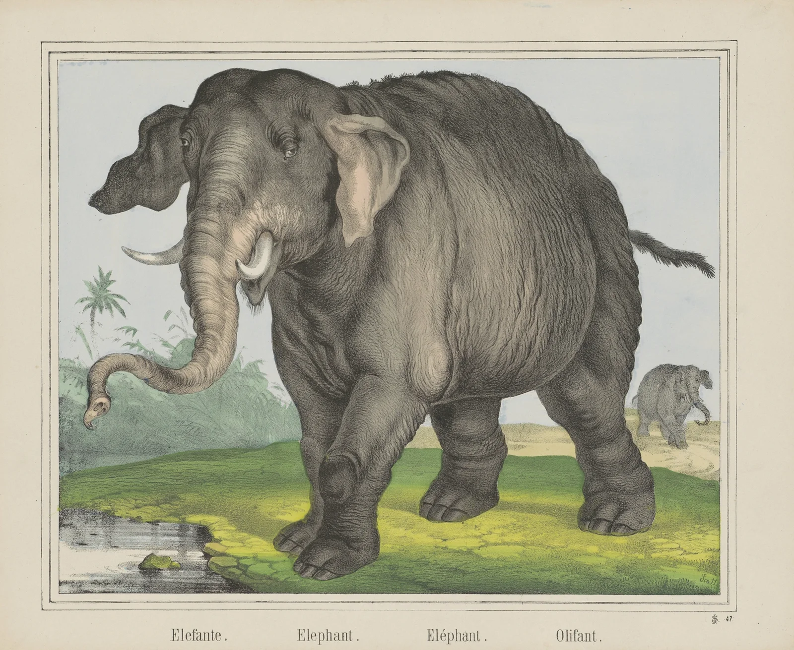 Elephant av Joseph Scholz