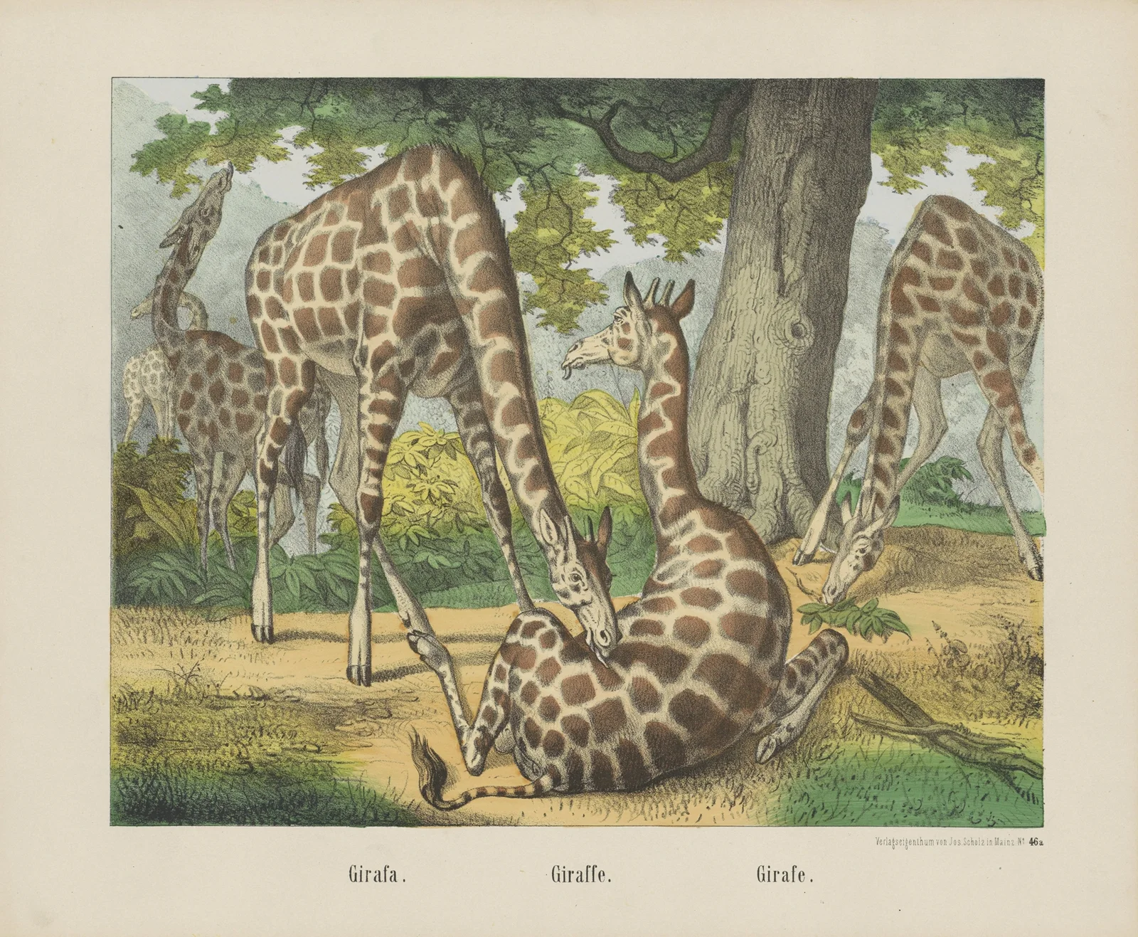 Giraffe av Joseph Scholz