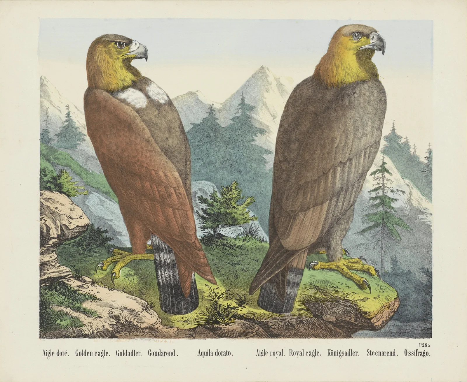 Golden eagle av Joseph Scholz