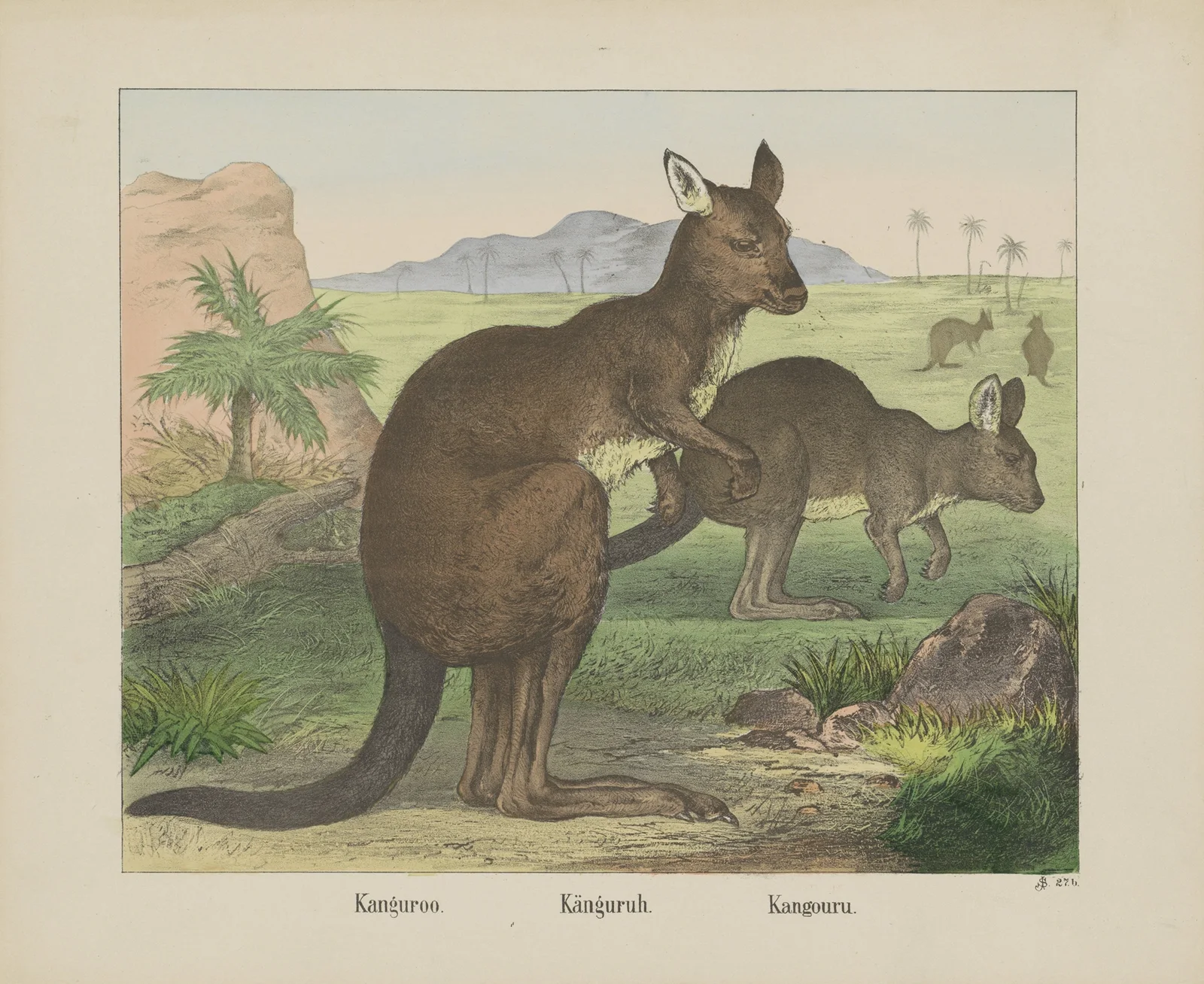 Kangaroo av Joseph Scholz