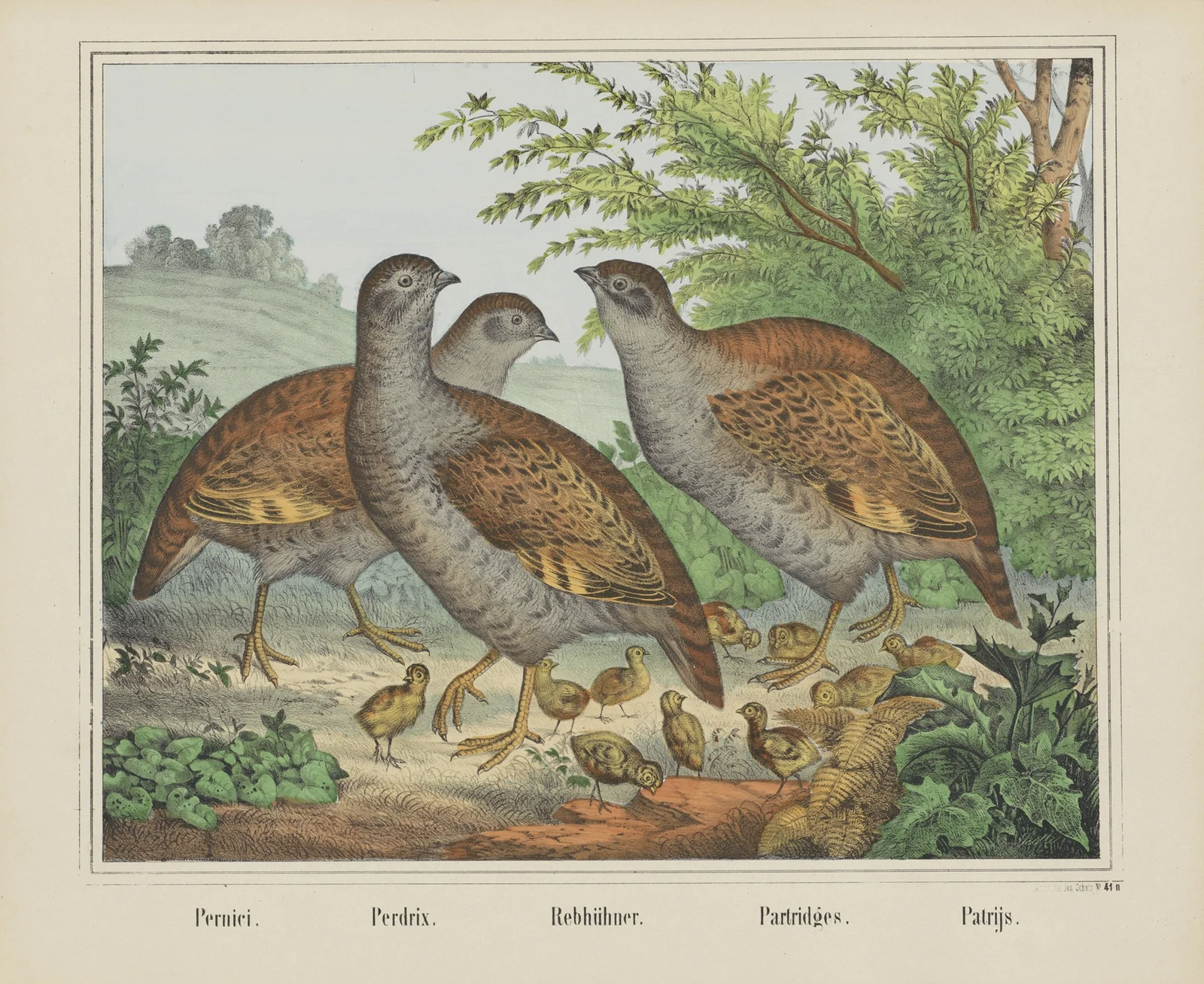 Partridges av Joseph Scholz