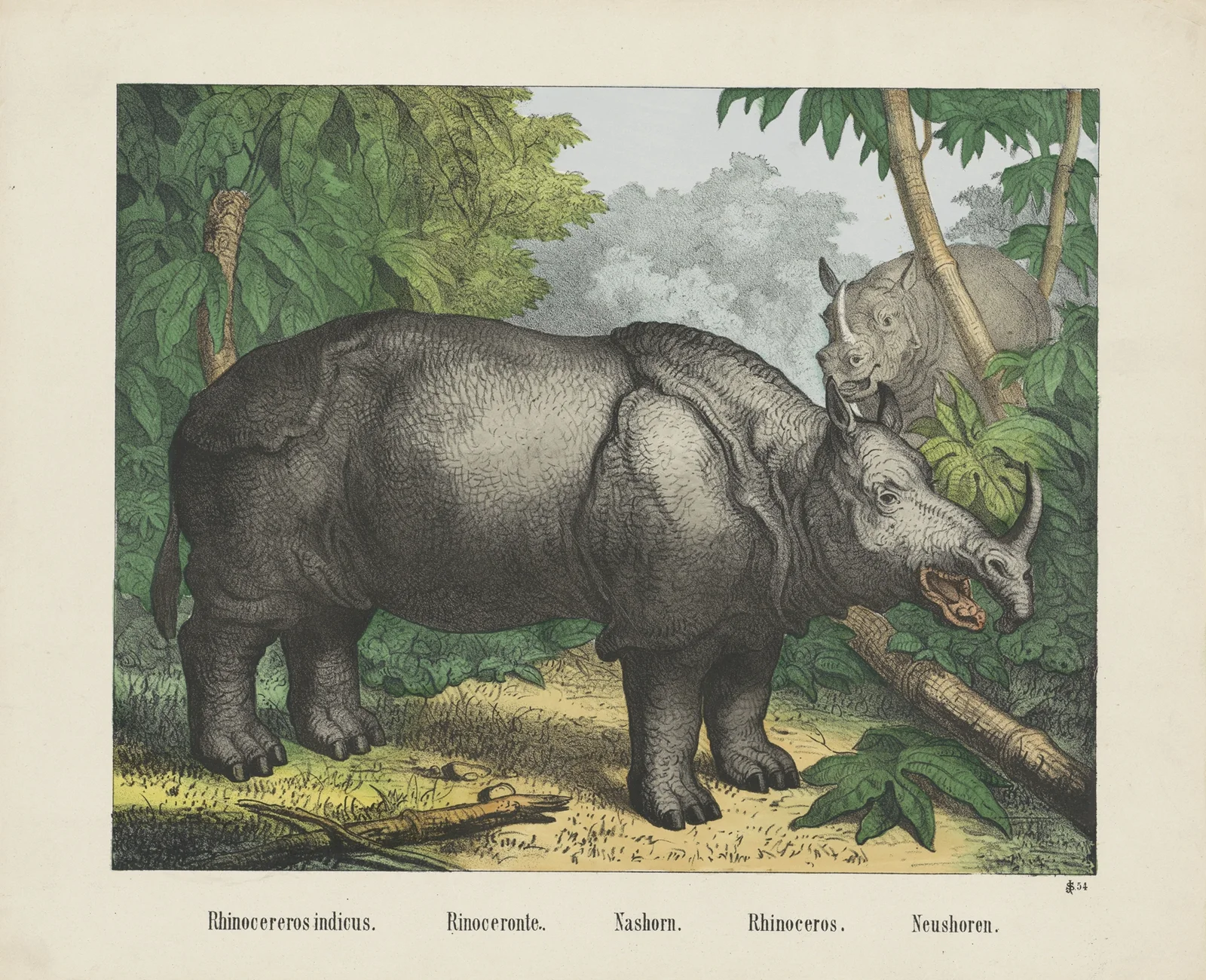 Rhinoceros av Joseph Scholz