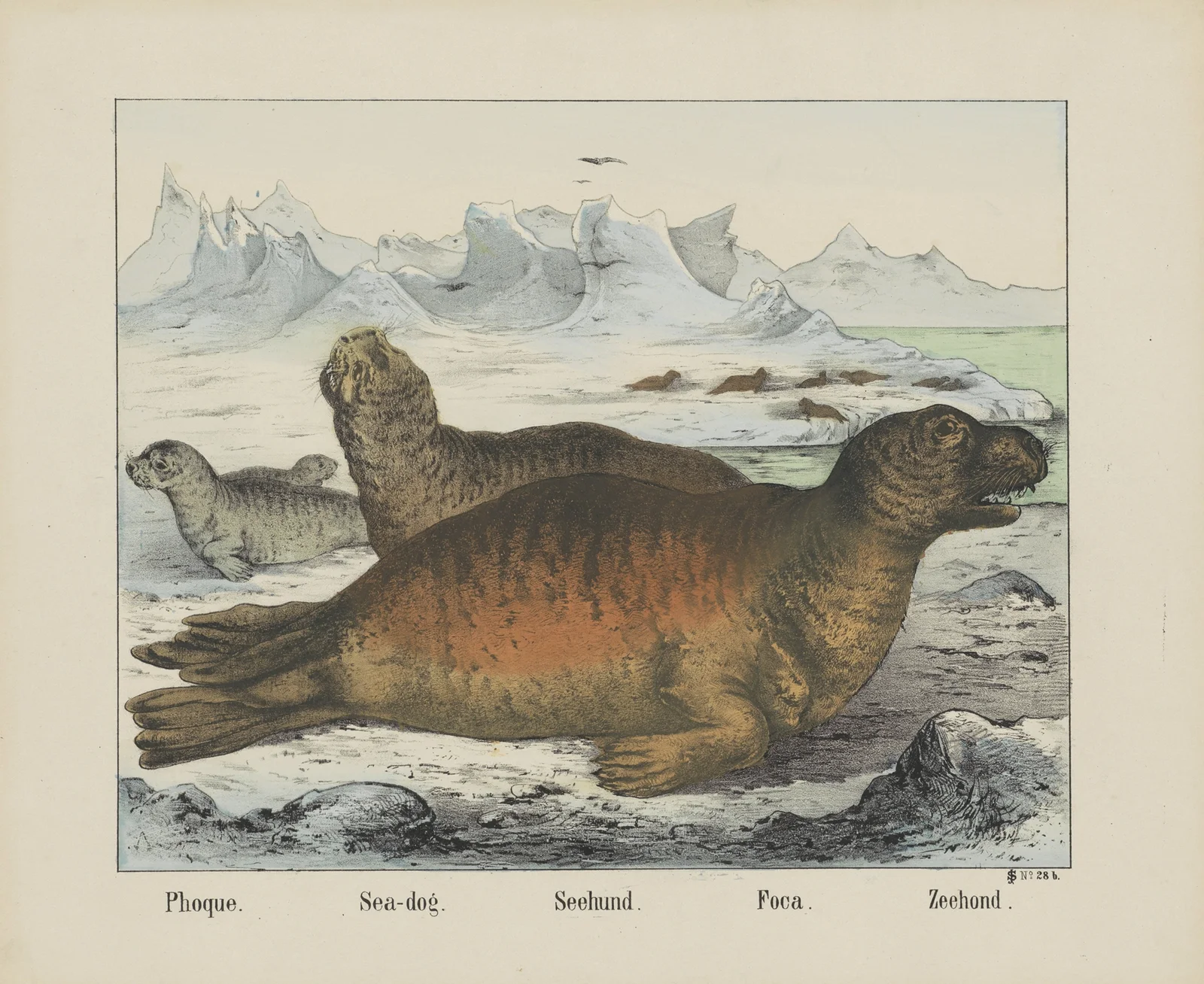 Sea-dog av Joseph Scholz