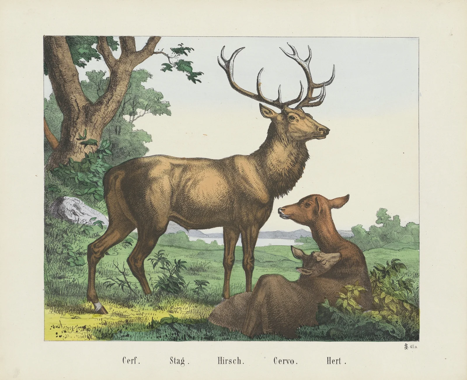 Stag av Joseph Scholz