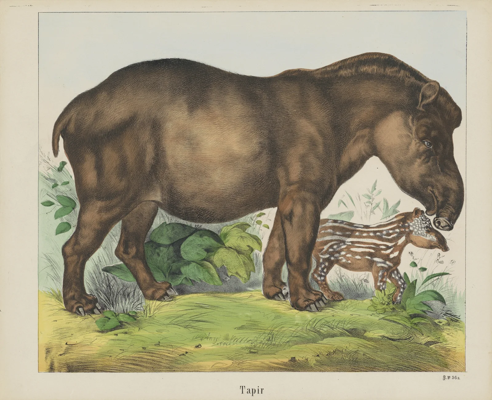 Tapir av Joseph Scholz