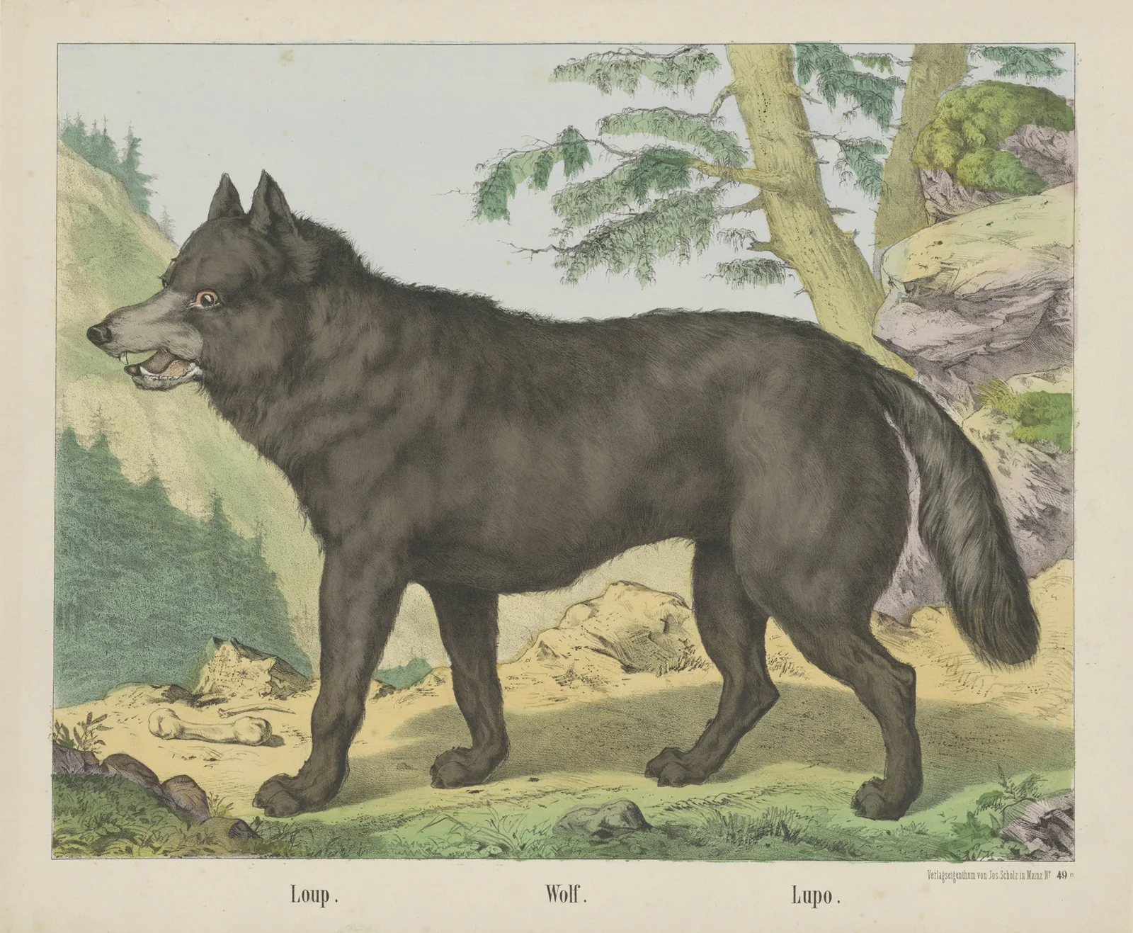 Wolf av Joseph Scholz