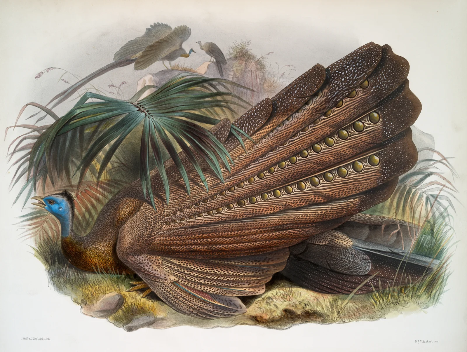 Argus giganteus. av Joseph Smit