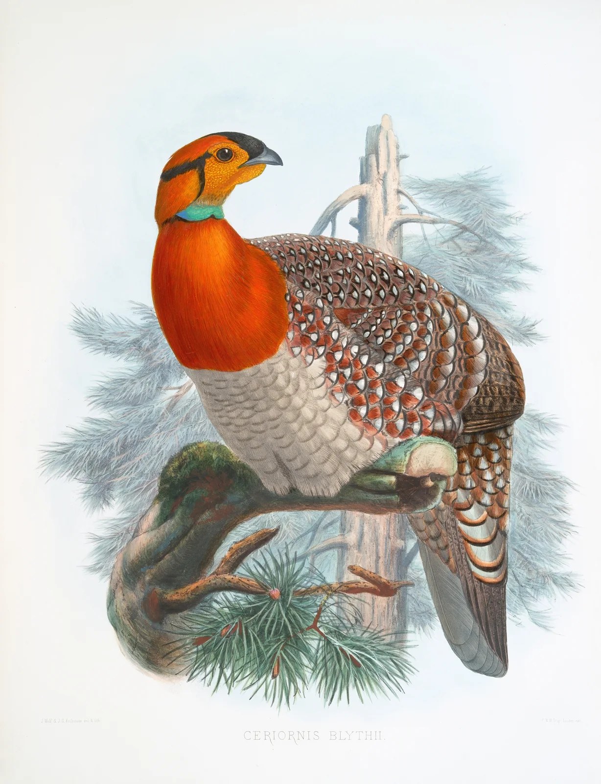 Ceriornis Blythii. av Joseph Smit