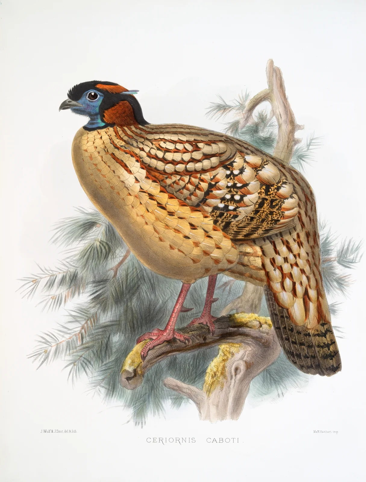 Ceriornis Caboti. av Joseph Smit