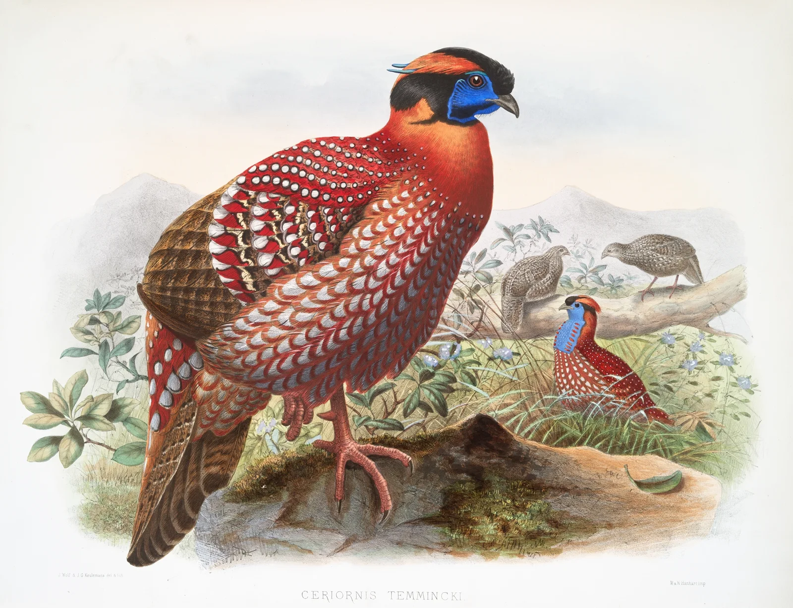 Ceriornis Temmincki. av Joseph Smit