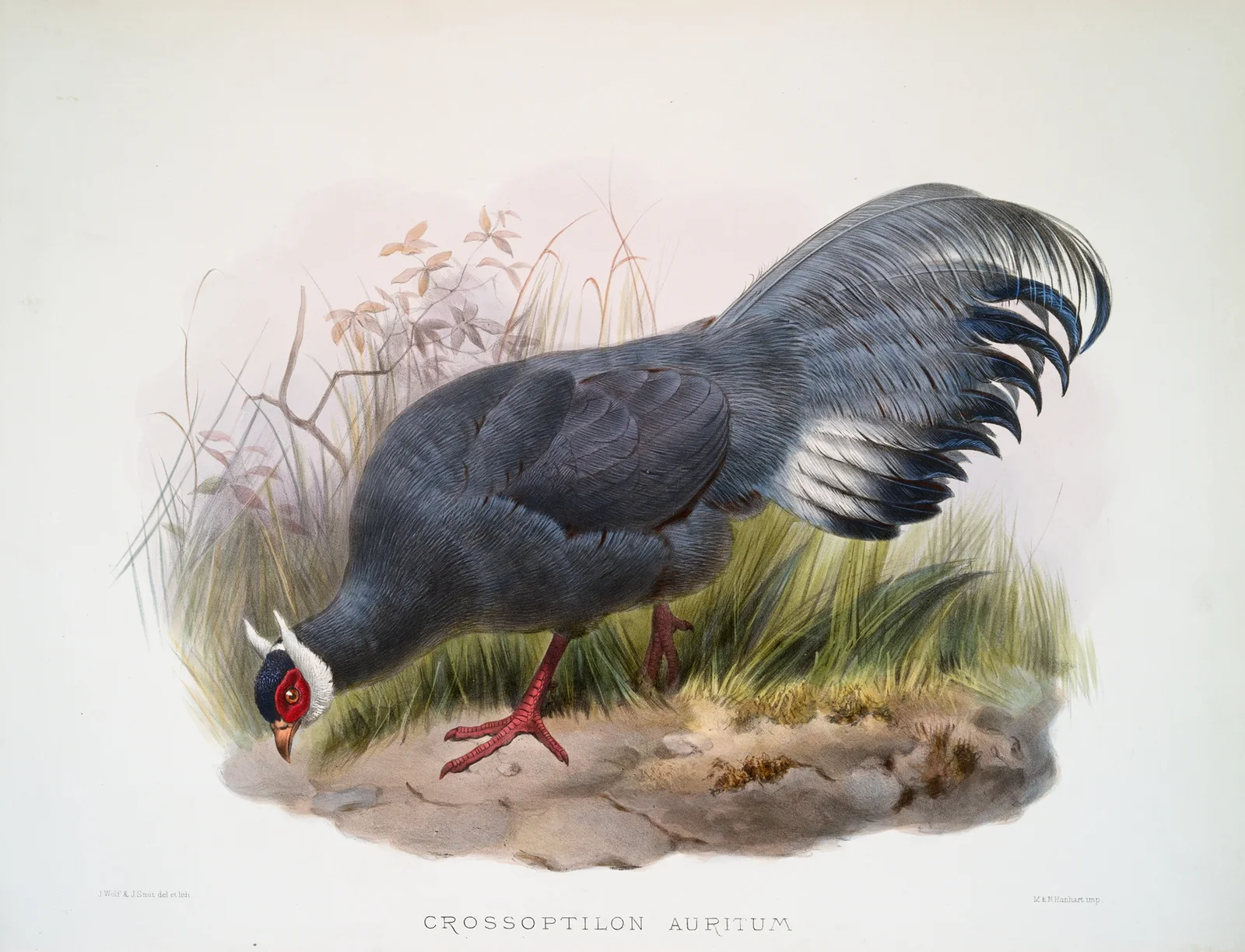 Crossoptilon auritum. av Joseph Smit