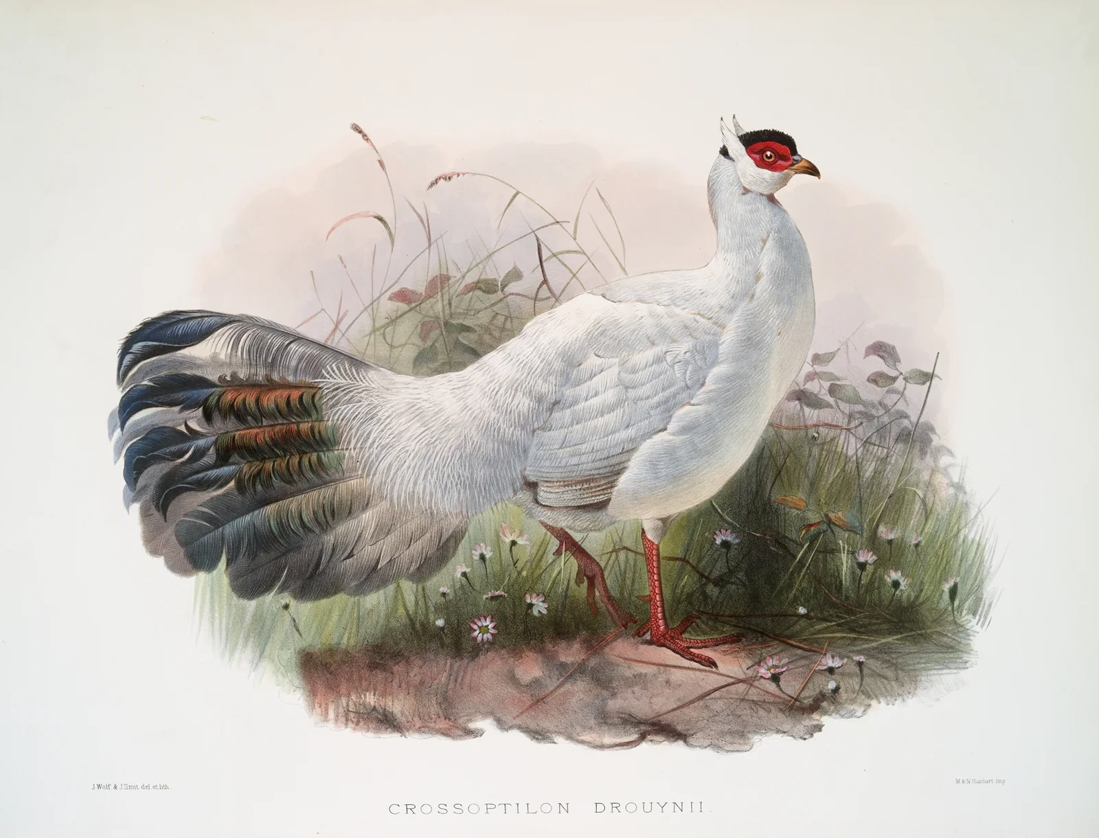 Crossoptilon Drouynii. av Joseph Smit