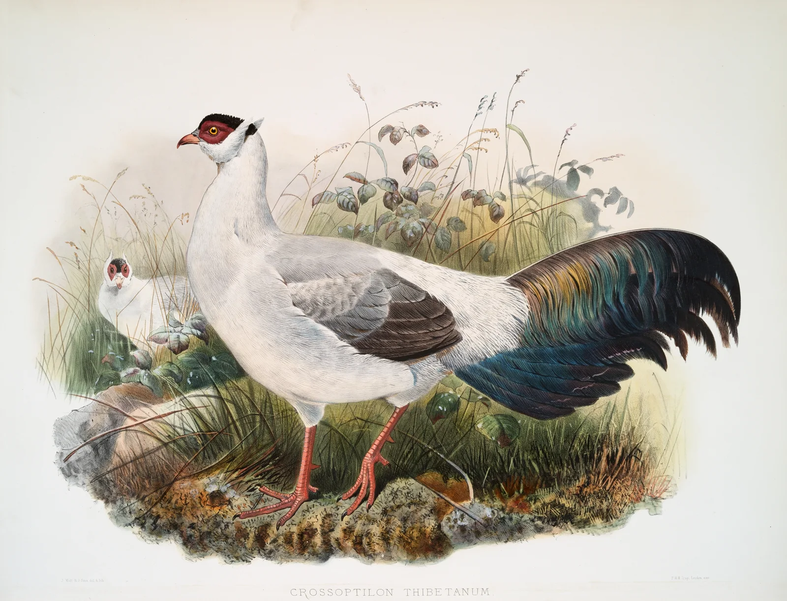 Crossoptilon thibetanum. av Joseph Smit