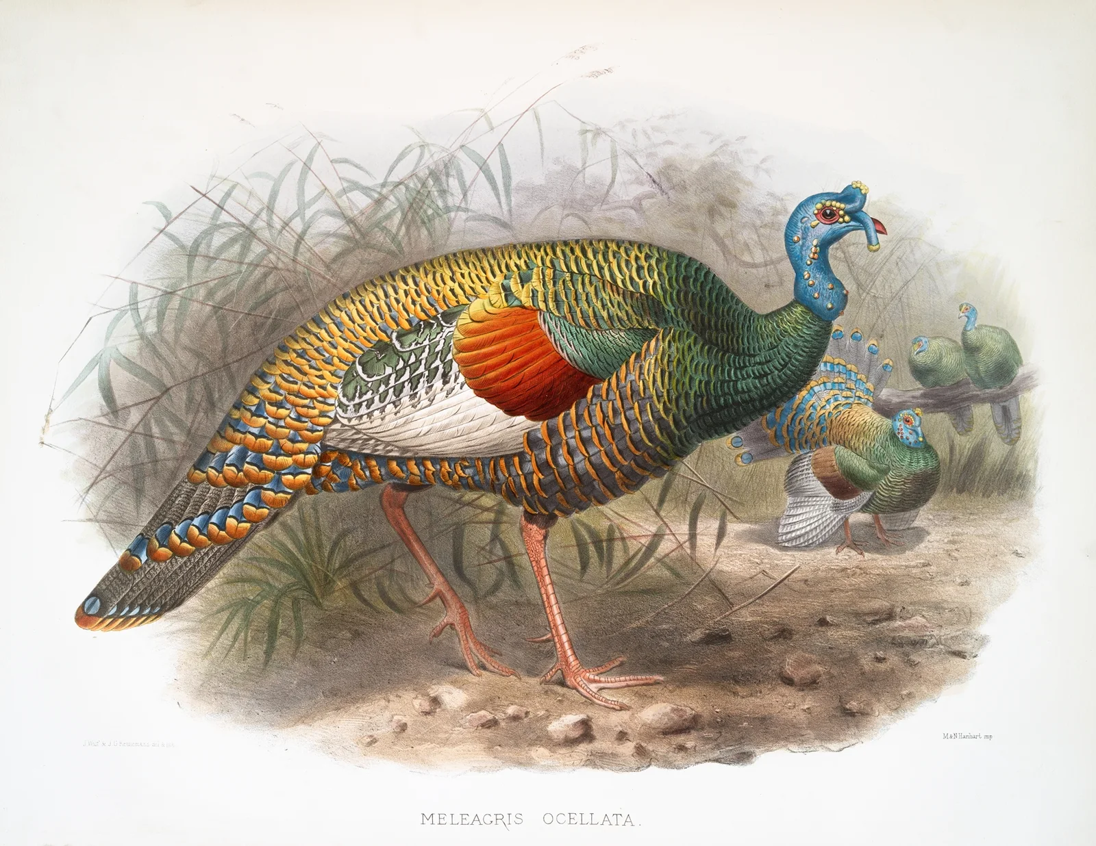 Melaeacris Ocellata av Joseph Smit