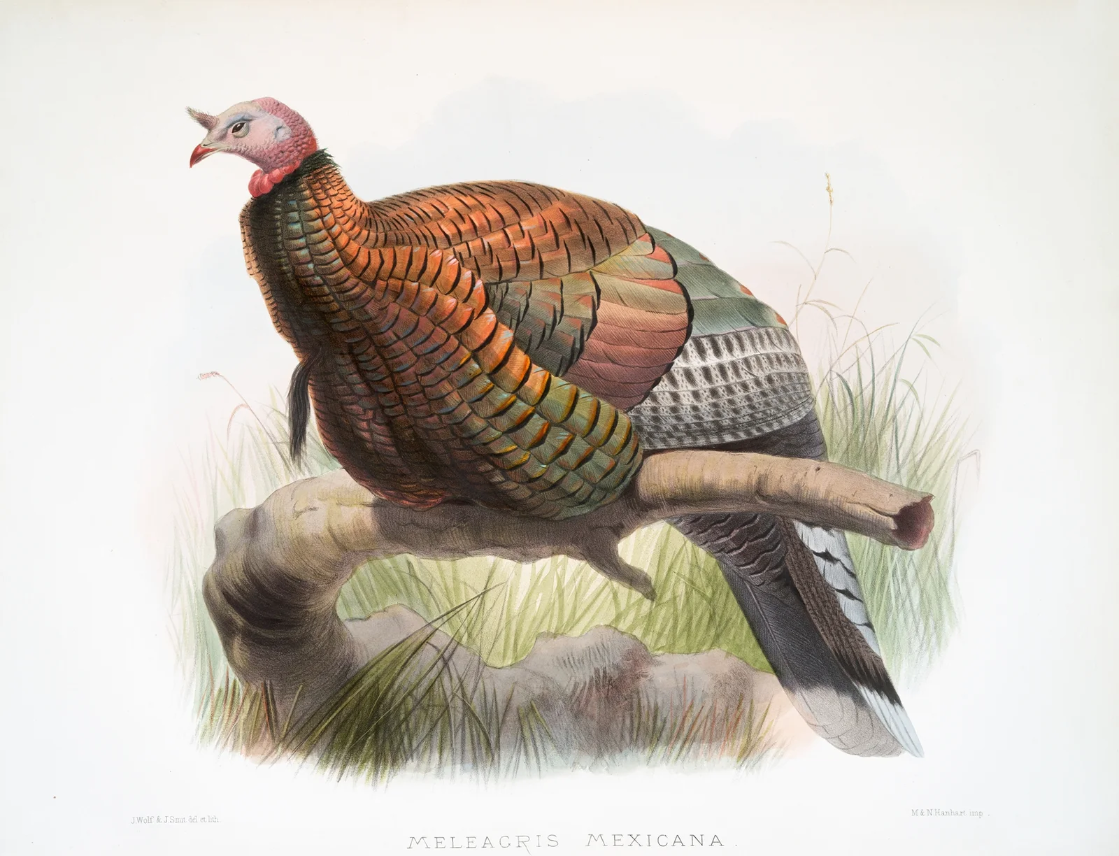 Meleagris mexicana. av Joseph Smit
