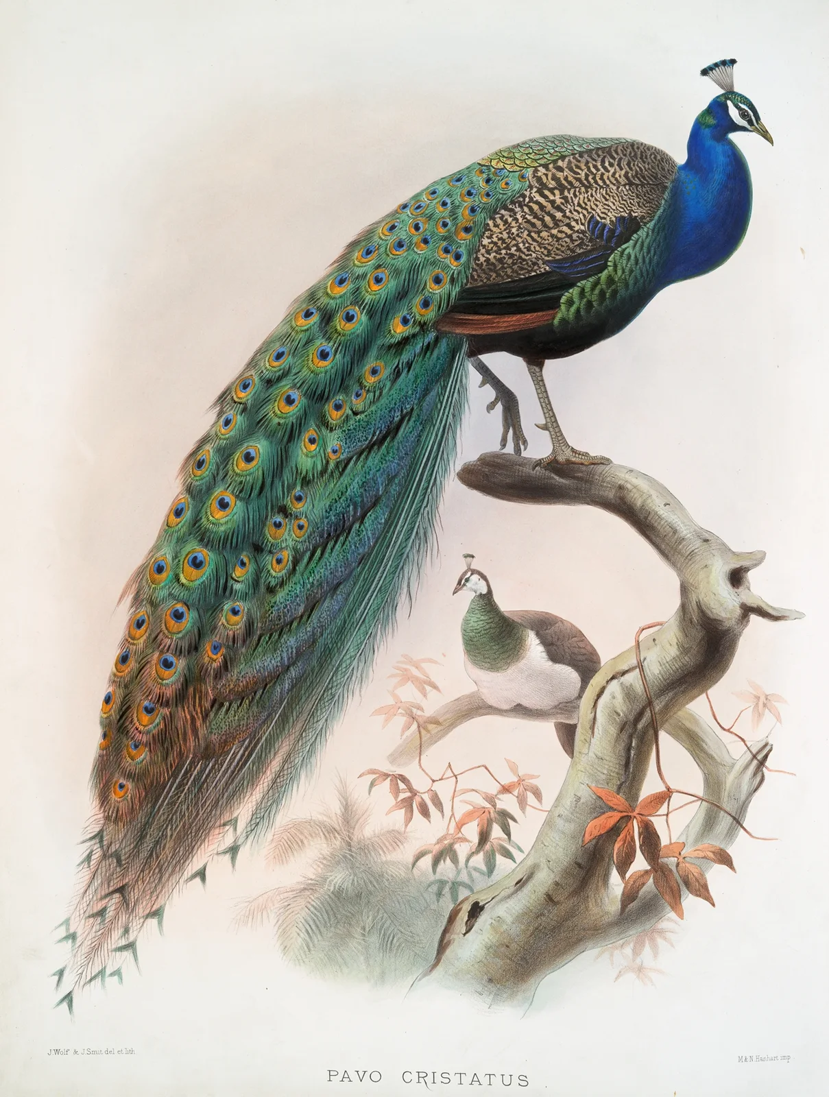 Pavo cristatus. av Joseph Smit