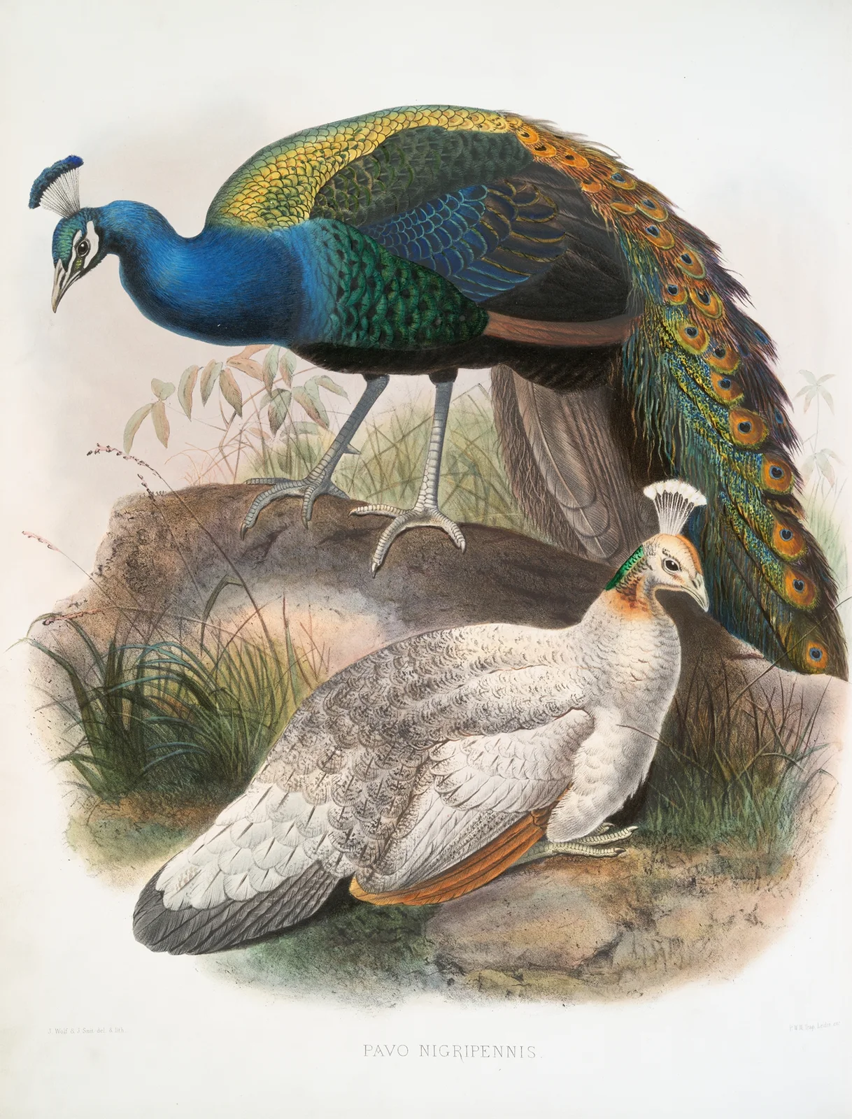 Pavo nigripennis. av Joseph Smit