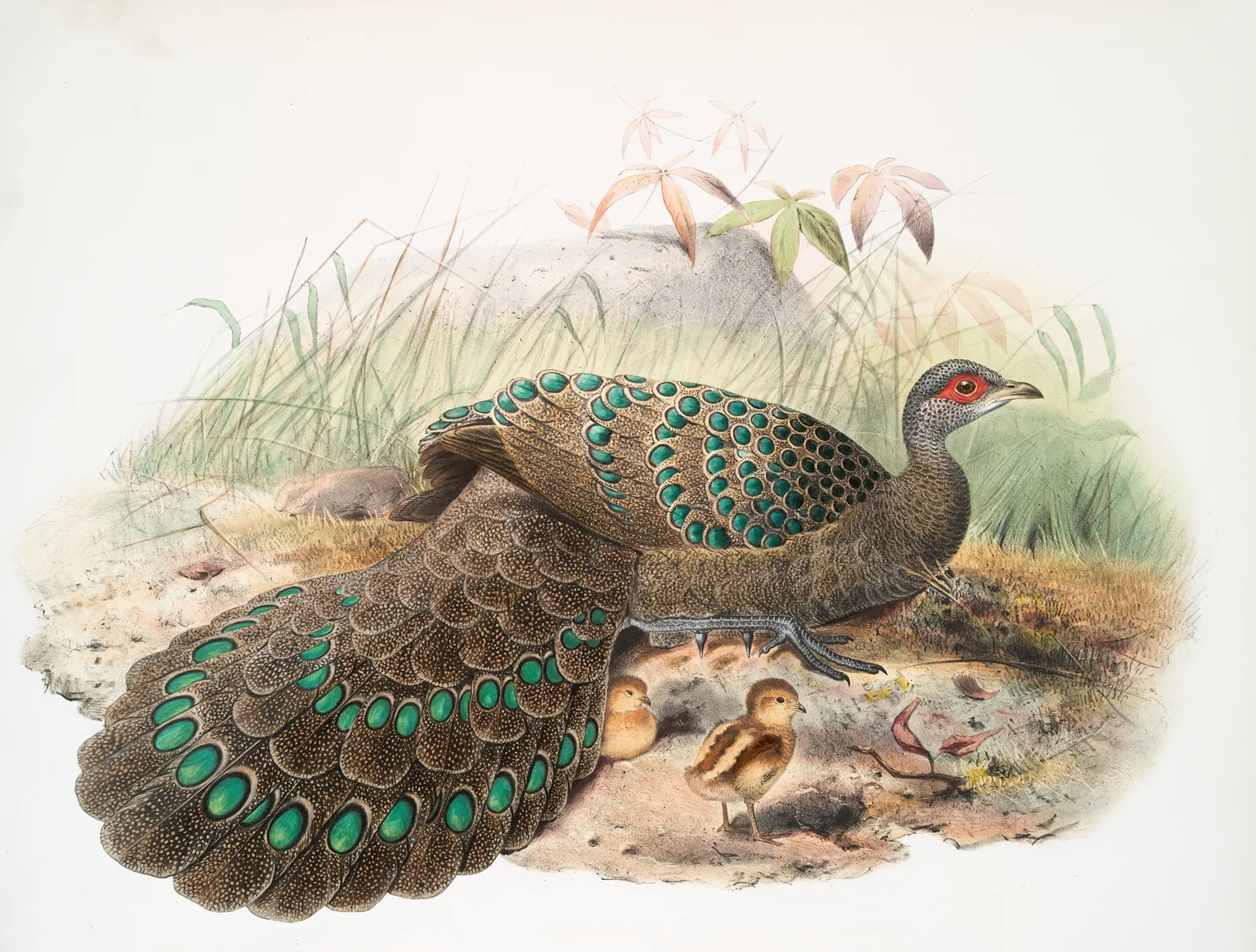 Polyplectron Germaini. av Joseph Smit