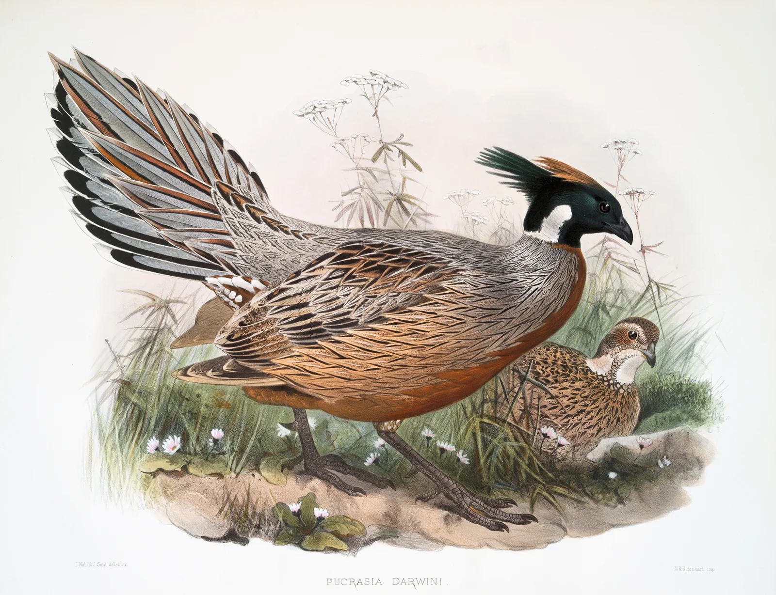 Purcasia Darwini. av Joseph Smit