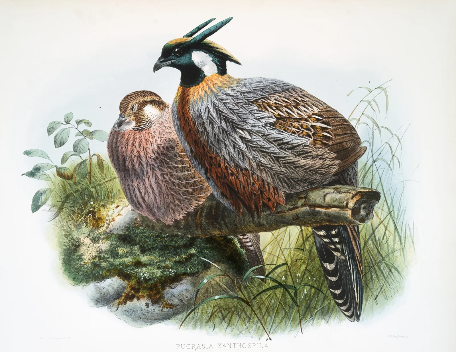Purcasia xanthospila. av Joseph Smit