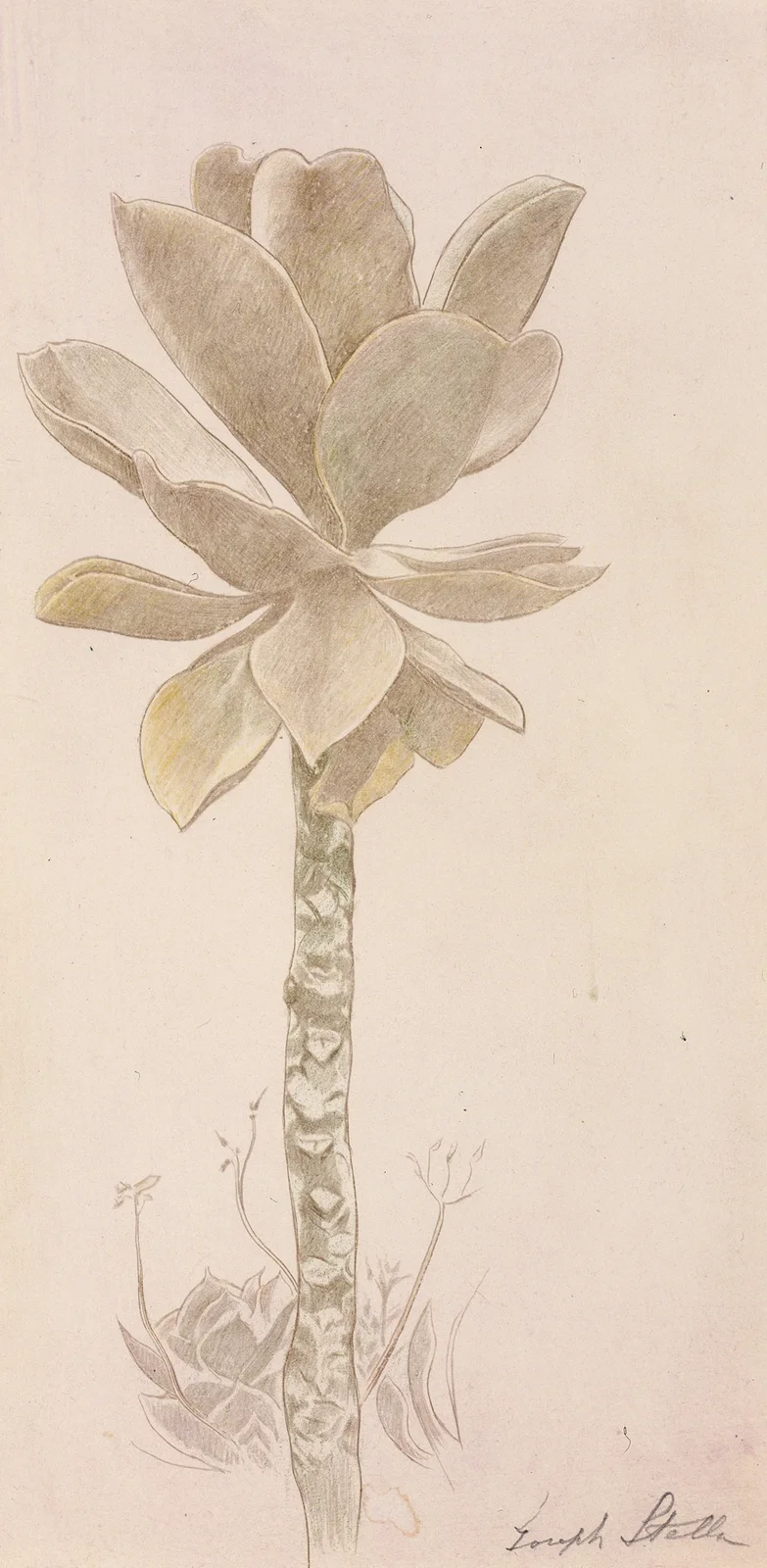Flower Study av Joseph Stella